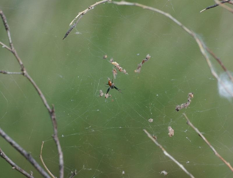 Nephila_edulis_D3555_Z_84_Mt Florence station_Australie.jpg